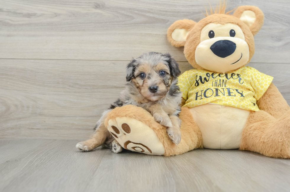 6 week old Mini Aussiedoodle Puppy For Sale - Pilesgrove Pups