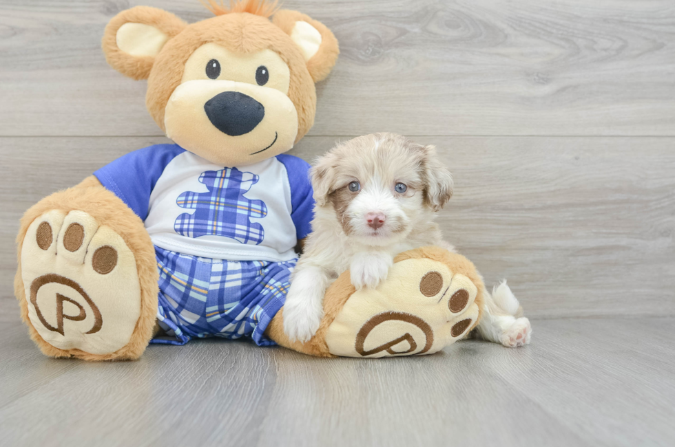 7 week old Mini Aussiedoodle Puppy For Sale - Pilesgrove Pups