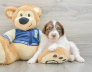 8 week old Mini Aussiedoodle Puppy For Sale - Pilesgrove Pups
