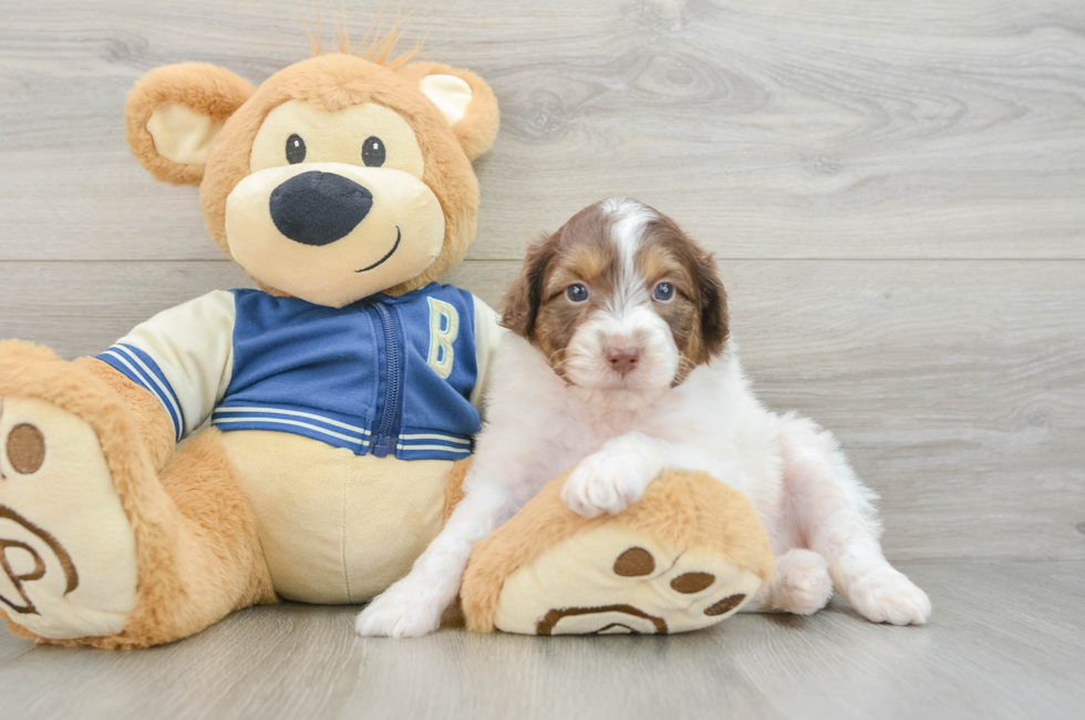 7 week old Mini Aussiedoodle Puppy For Sale - Pilesgrove Pups