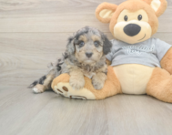 7 week old Mini Aussiedoodle Puppy For Sale - Pilesgrove Pups