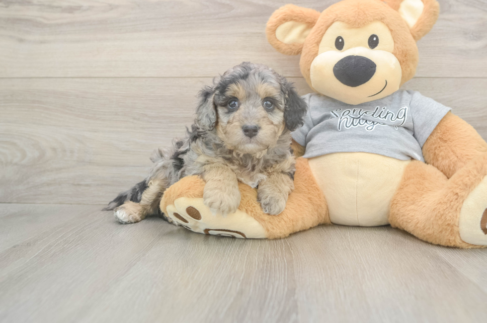 5 week old Mini Aussiedoodle Puppy For Sale - Pilesgrove Pups