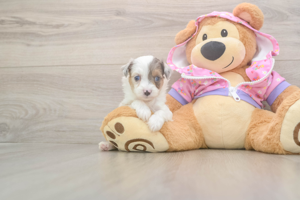Small Mini Aussiedoodle Baby