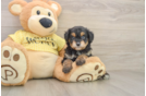Mini Aussiedoodle Puppy for Adoption