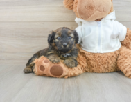 7 week old Mini Aussiedoodle Puppy For Sale - Pilesgrove Pups