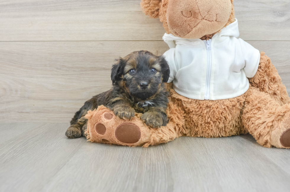 6 week old Mini Aussiedoodle Puppy For Sale - Pilesgrove Pups