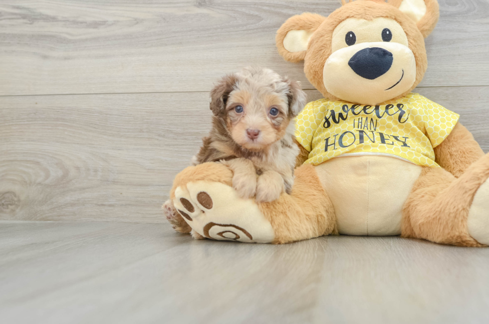 6 week old Mini Aussiedoodle Puppy For Sale - Pilesgrove Pups