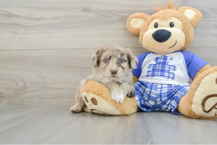 Mini Aussiedoodle Puppy for Adoption