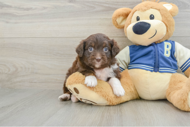 Best Mini Aussiedoodle Baby