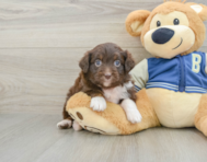 8 week old Mini Aussiedoodle Puppy For Sale - Pilesgrove Pups