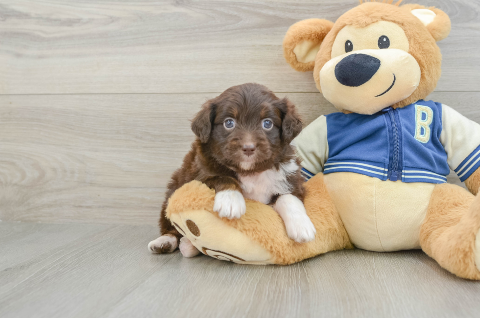 7 week old Mini Aussiedoodle Puppy For Sale - Pilesgrove Pups