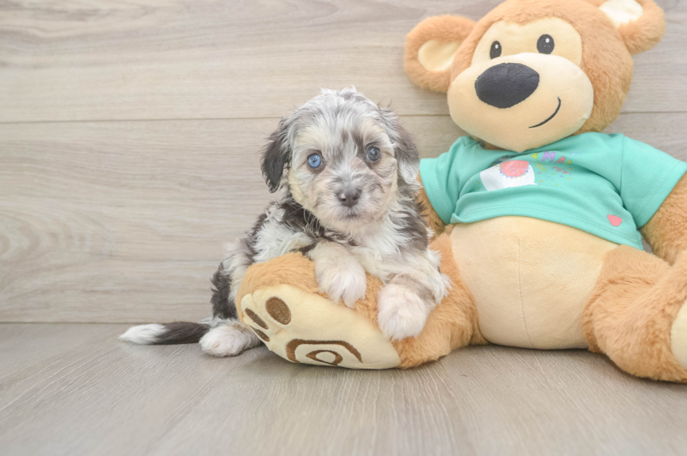 6 week old Mini Aussiedoodle Puppy For Sale - Pilesgrove Pups