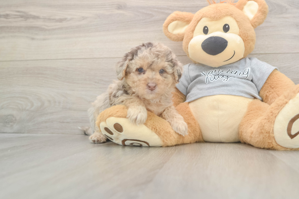 Adorable Mini Australian Shepherd X Poodle Mix Poodle Mix Puppy