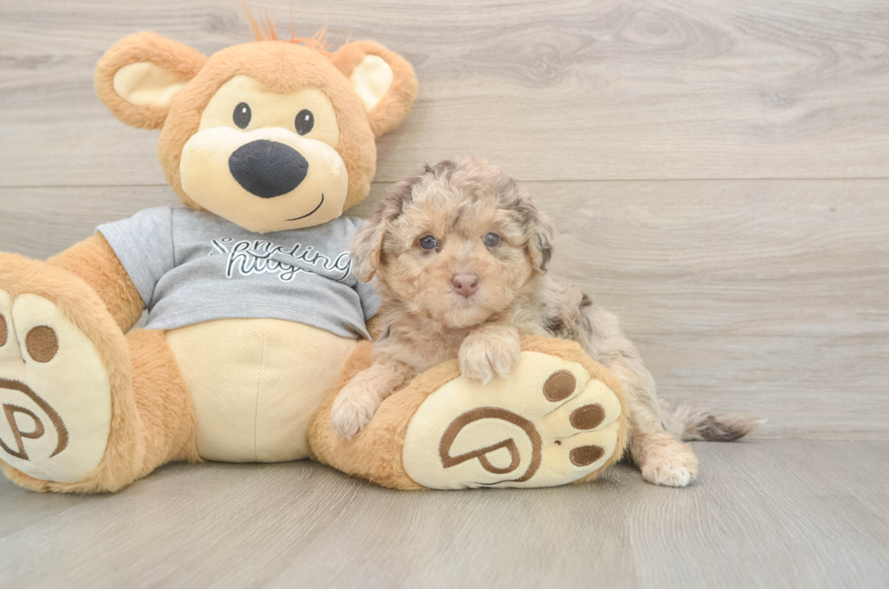 5 week old Mini Aussiedoodle Puppy For Sale - Pilesgrove Pups