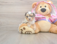 8 week old Mini Aussiedoodle Puppy For Sale - Pilesgrove Pups