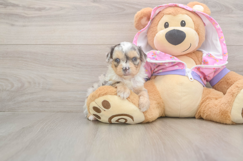 8 week old Mini Aussiedoodle Puppy For Sale - Pilesgrove Pups