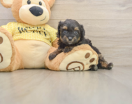 8 week old Mini Aussiedoodle Puppy For Sale - Pilesgrove Pups