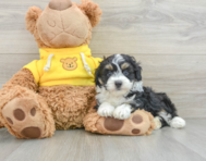 6 week old Mini Aussiedoodle Puppy For Sale - Pilesgrove Pups