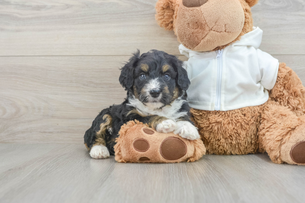 Cute Mini Aussiedoodle Baby