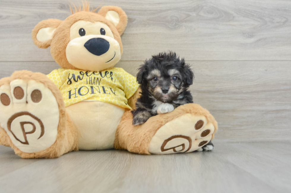 6 week old Mini Aussiedoodle Puppy For Sale - Pilesgrove Pups