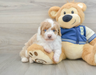 8 week old Mini Aussiedoodle Puppy For Sale - Pilesgrove Pups