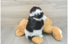 Friendly Mini Aussiedoodle Baby