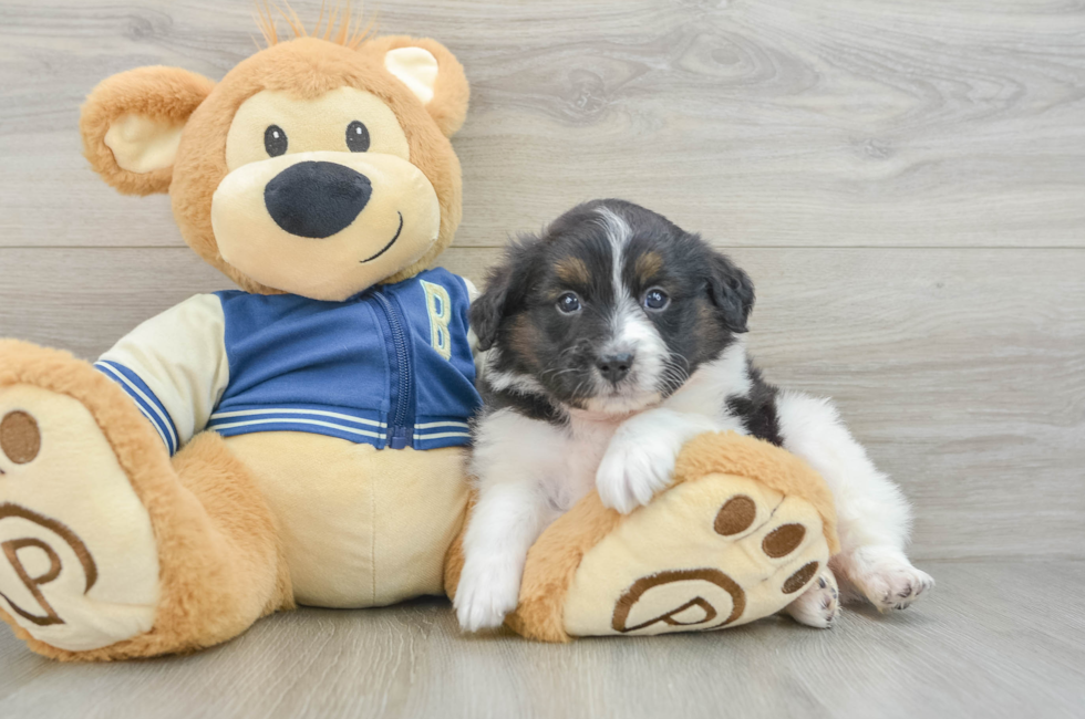 7 week old Mini Aussiedoodle Puppy For Sale - Pilesgrove Pups