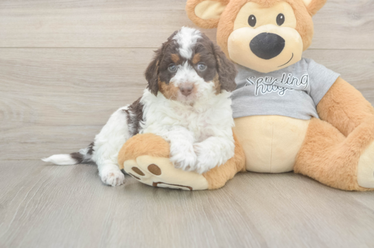 Mini Aussiedoodle Pup Being Cute