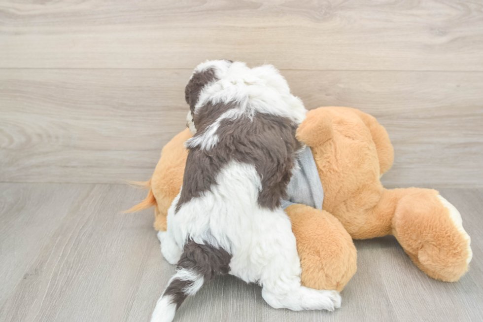 Best Mini Aussiedoodle Baby