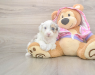 8 week old Mini Aussiedoodle Puppy For Sale - Pilesgrove Pups