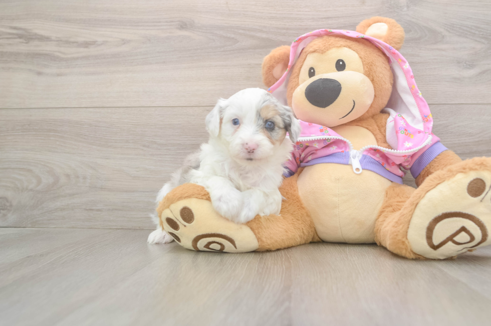 8 week old Mini Aussiedoodle Puppy For Sale - Pilesgrove Pups