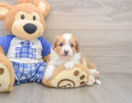 6 week old Mini Aussiedoodle Puppy For Sale - Pilesgrove Pups