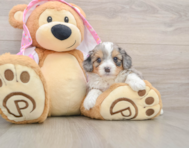 7 week old Mini Aussiedoodle Puppy For Sale - Pilesgrove Pups