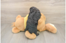 Mini Aussiedoodle Puppy for Adoption