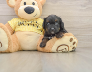 8 week old Mini Aussiedoodle Puppy For Sale - Pilesgrove Pups