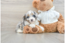 Mini Aussiedoodle Pup Being Cute