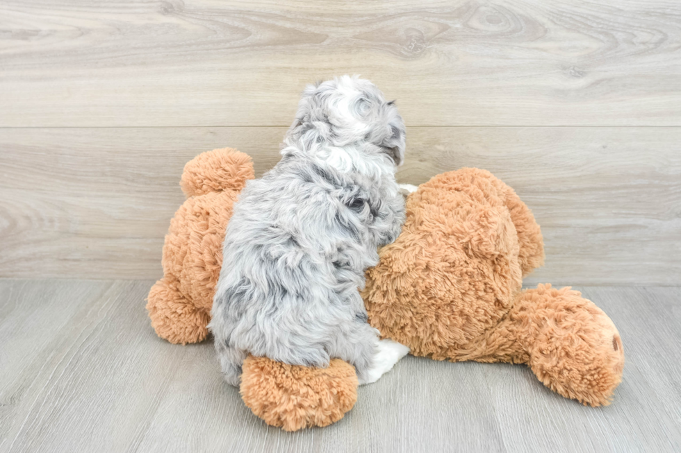 Best Mini Aussiedoodle Baby