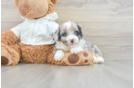 Mini Aussiedoodle Puppy for Adoption