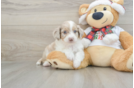 Mini Aussiedoodle Pup Being Cute