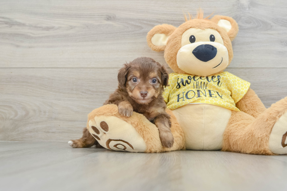 Energetic Aussie Poo Poodle Mix Puppy