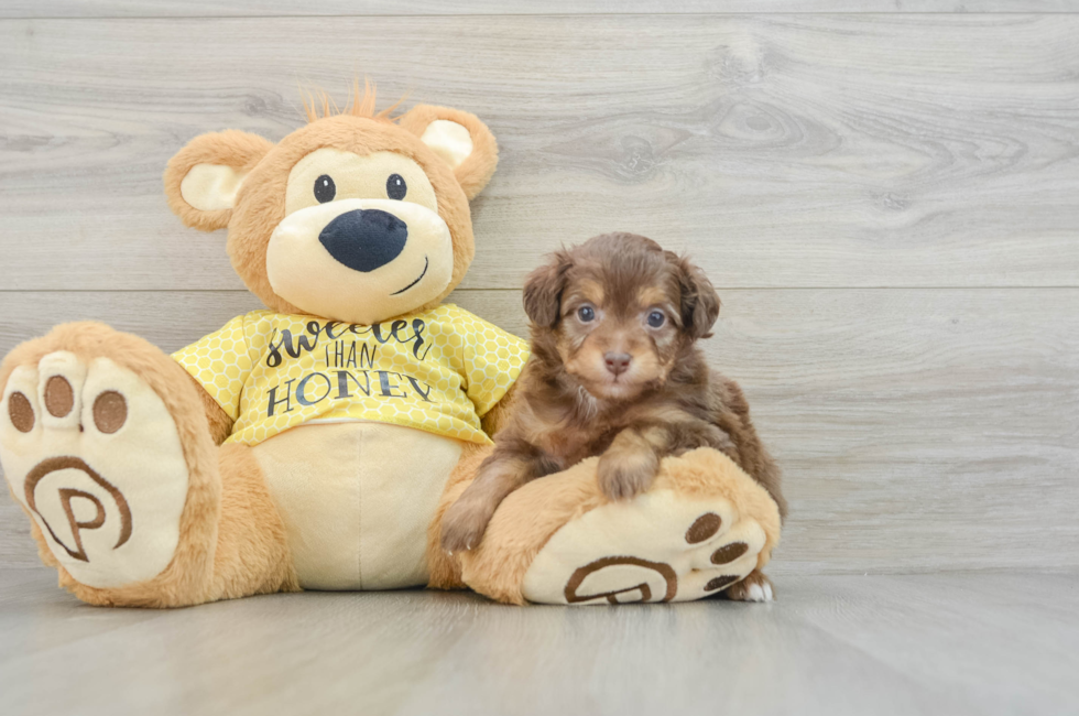 6 week old Mini Aussiedoodle Puppy For Sale - Pilesgrove Pups