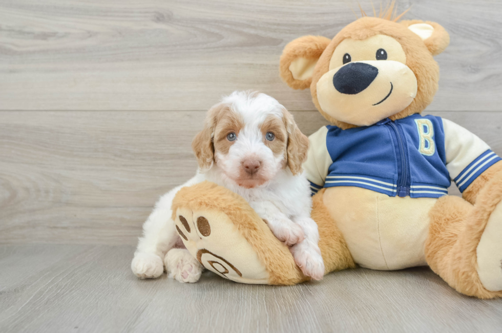 5 week old Mini Aussiedoodle Puppy For Sale - Pilesgrove Pups