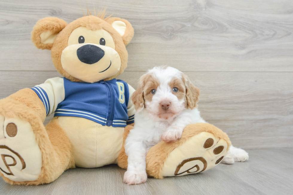 Mini Aussiedoodle Pup Being Cute