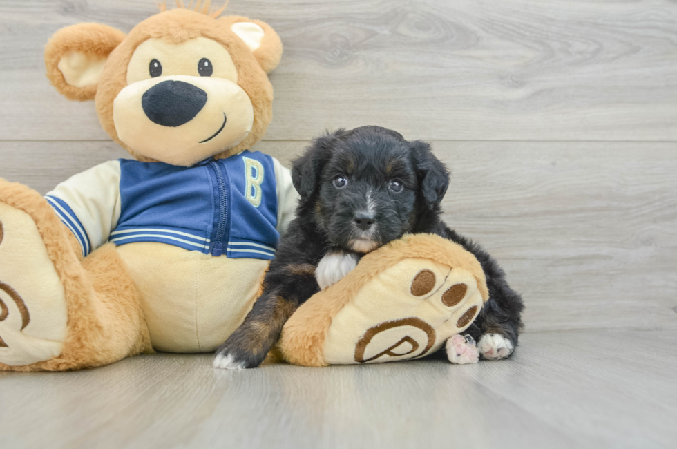 7 week old Mini Aussiedoodle Puppy For Sale - Pilesgrove Pups