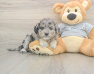 7 week old Mini Aussiedoodle Puppy For Sale - Pilesgrove Pups