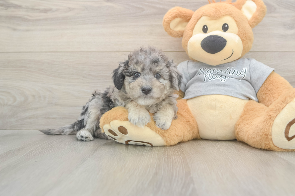 5 week old Mini Aussiedoodle Puppy For Sale - Pilesgrove Pups