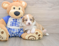 6 week old Mini Aussiedoodle Puppy For Sale - Pilesgrove Pups