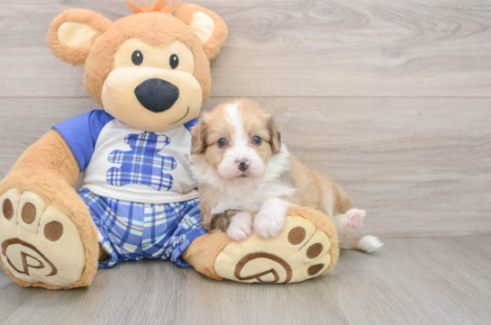 Playful Mini Aussiepoodle Poodle Mix Puppy