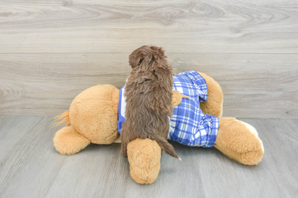 Little Mini Aussiepoo Poodle Mix Puppy