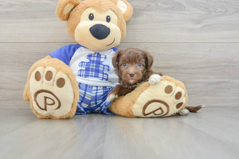 7 week old Mini Aussiedoodle Puppy For Sale - Pilesgrove Pups